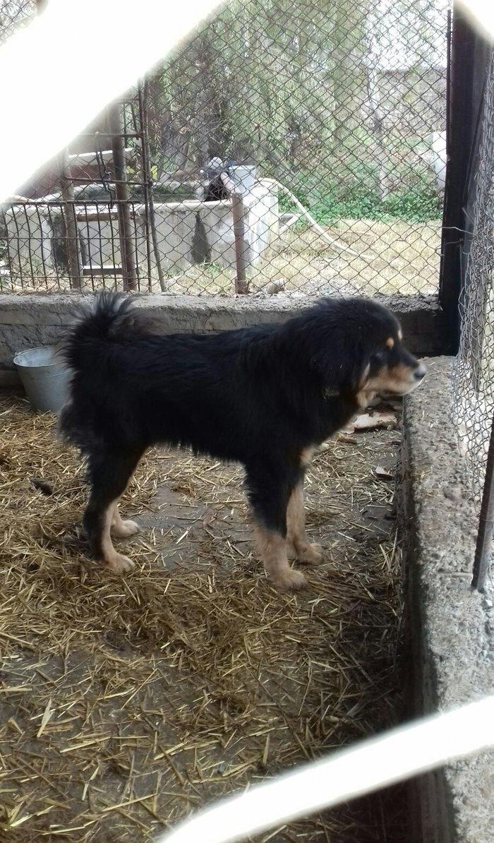 tibet massivi.1-cutdu. erkek ve diwi.1yas 3ayliqdilar. 3yawinda 100 kl