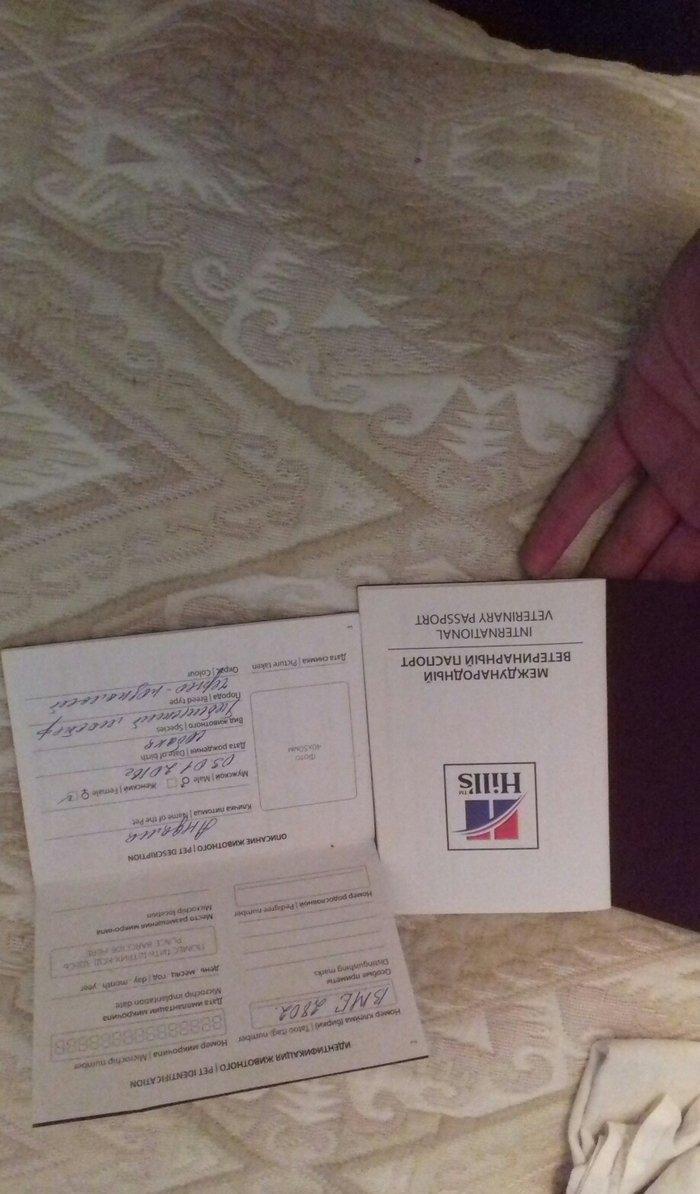 tibet massivi.1-cutdu. erkek ve diwi.1yas 3ayliqdilar. 3yawinda 100 kl