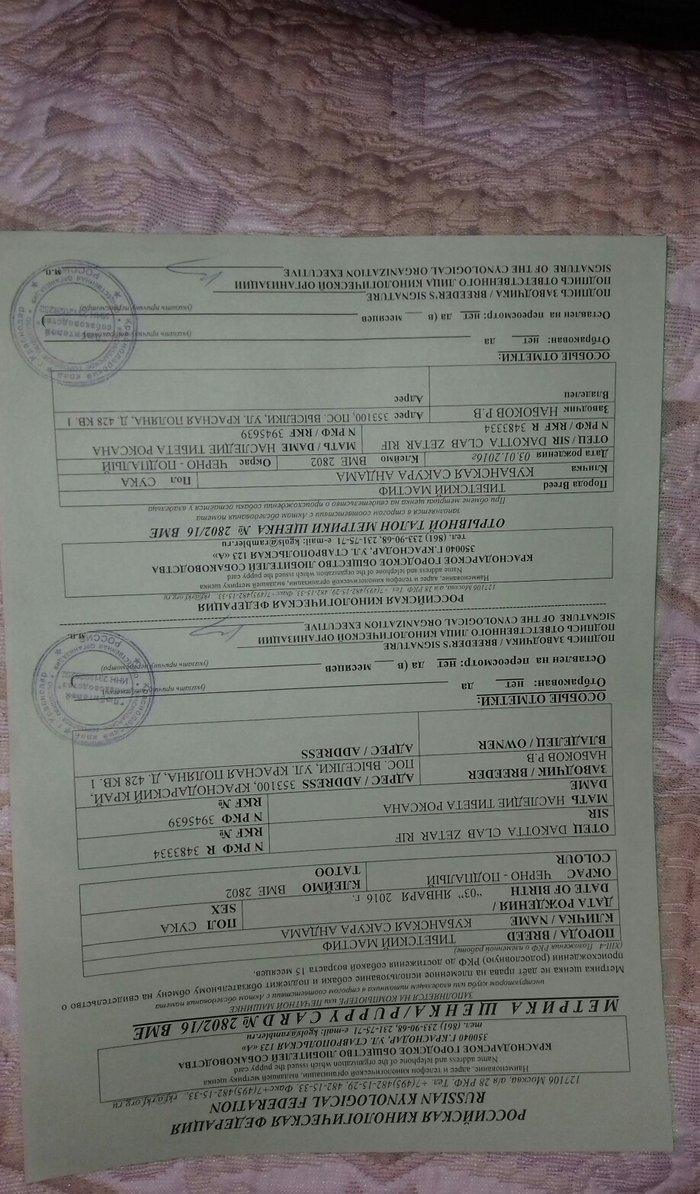 tibet massivi.1-cutdu. erkek ve diwi.1yas 3ayliqdilar. 3yawinda 100 kl