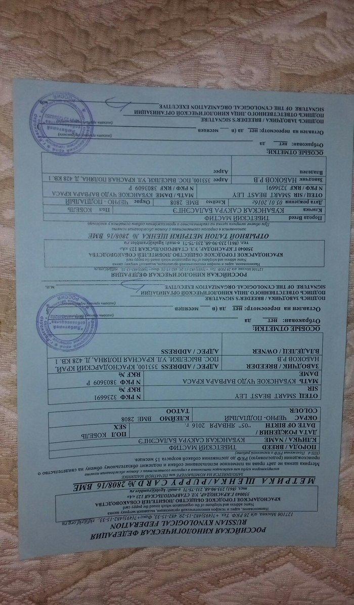 tibet massivi.1-cutdu. erkek ve diwi.1yas 3ayliqdilar. 3yawinda 100 kl