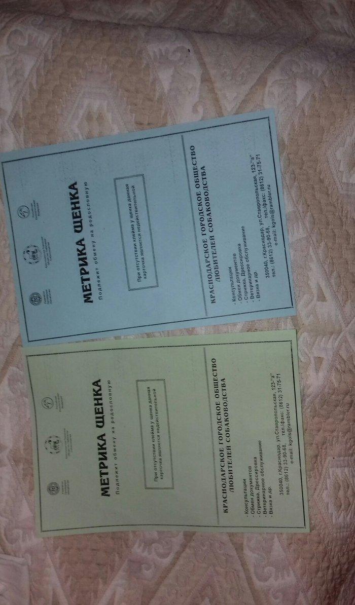 tibet massivi.1-cutdu. erkek ve diwi.1yas 3ayliqdilar. 3yawinda 100 kl