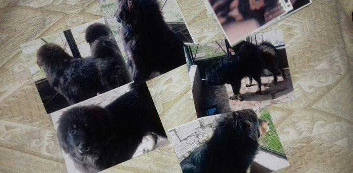 tibet massivi.1-cutdu. erkek ve diwi.1yas 3ayliqdilar. 3yawinda 100 kl