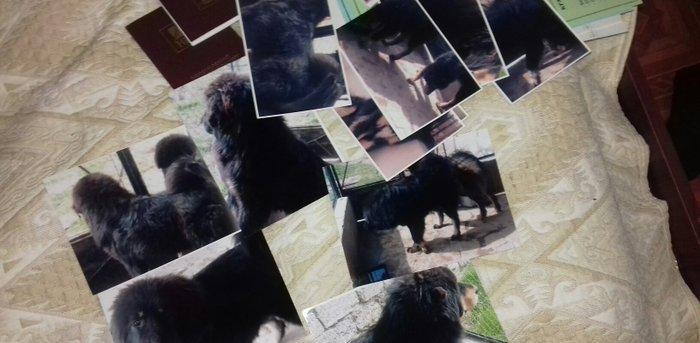 tibet massivi.1-cutdu. erkek ve diwi.1yas 3ayliqdilar. 3yawinda 100 kl