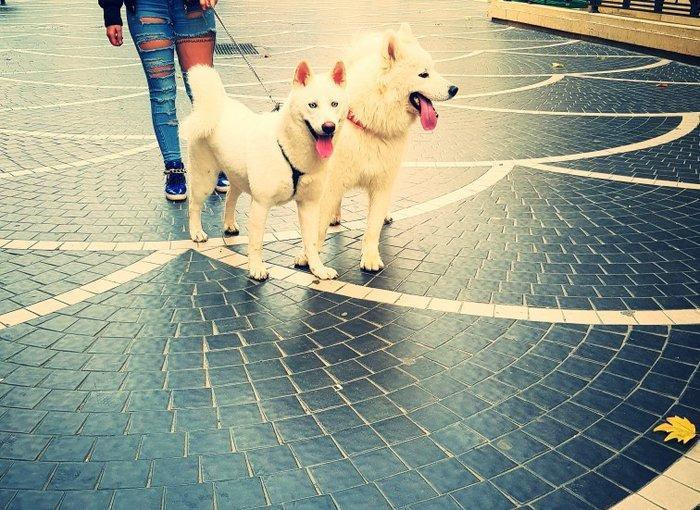 tecili satilir razilasma yolu ile baska olkeye getdiyime gore satiram