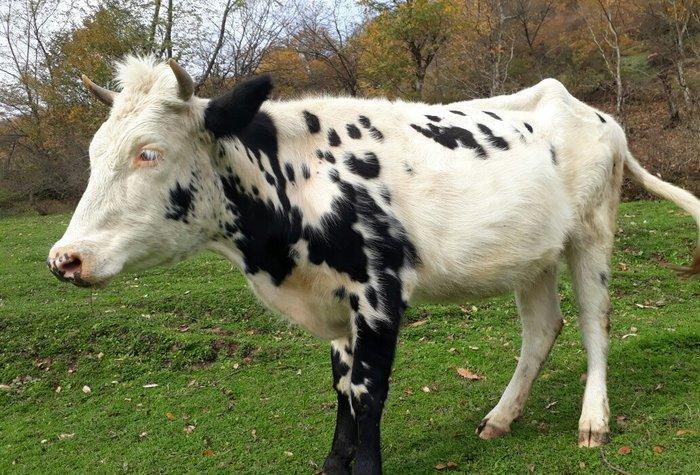 Etlik sudluk cinsinden olan dogan inek satilir. 1
 qarin dogub. Ehtiyy