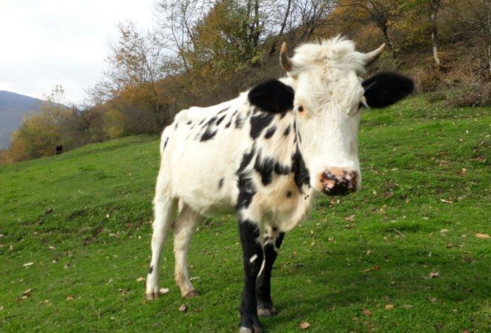 Etlik sudluk cinsinden olan dogan inek satilir. 1
 qarin dogub. Ehtiyy