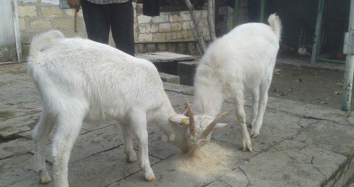 Sani keci balasi satiram bir erkey bir disi damazliq vatshap aktivdi