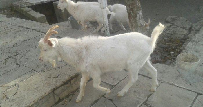 Sani keci balasi satiram bir erkey bir disi damazliq vatshap aktivdi