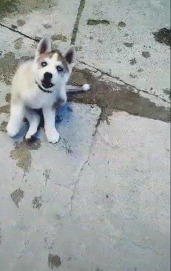 6aylix haski erkeydi. Iwimle bagli baxa bilmediyim ucun satiram. Bow y