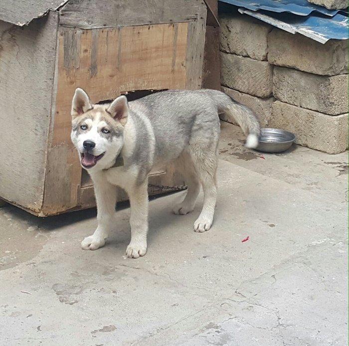 6aylix haski erkeydi. Iwimle bagli baxa bilmediyim ucun satiram. Bow y