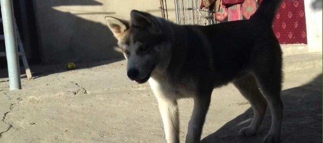 6aylix haski erkeydi. Iwimle bagli baxa bilmediyim ucun satiram. Bow y