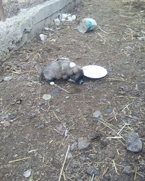 ciddi fikiri olmayannar zeng edib mazqimi xarab etmesin dagistan sortu