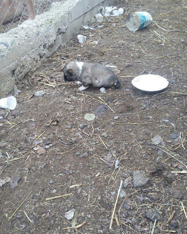 ciddi fikiri olmayannar zeng edib mazqimi xarab etmesin dagistan sortu