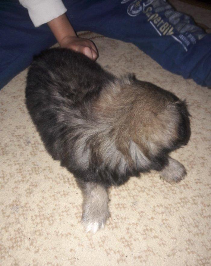 Cox gozel itdi saxlaya bilmirem iwimle duz gelmir qiymetide coox ucuz