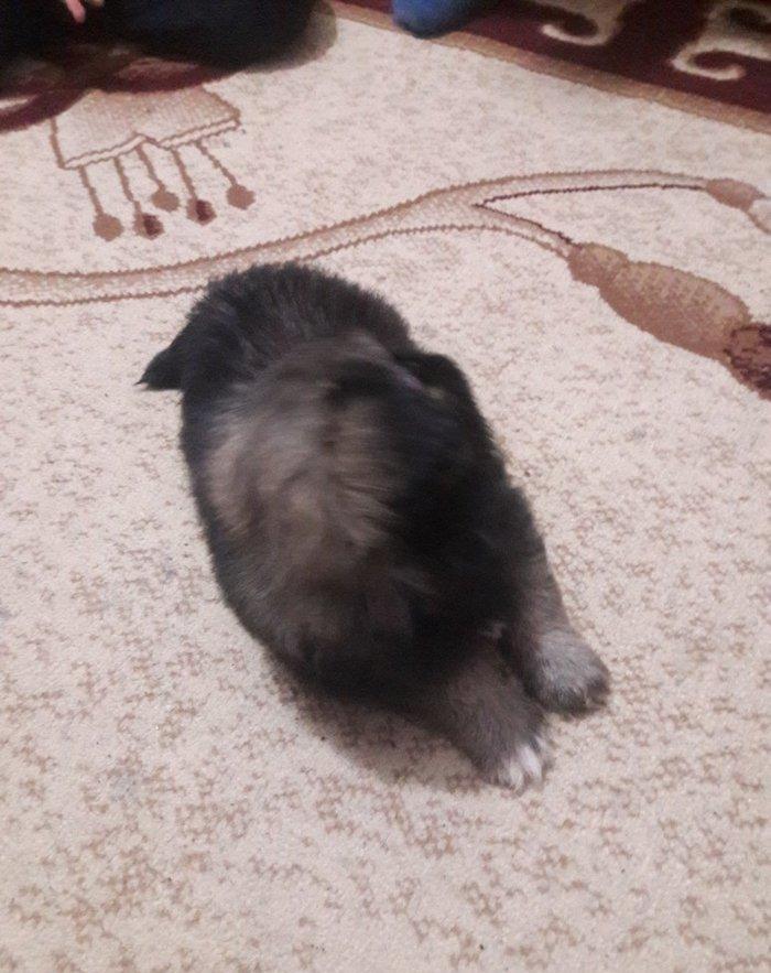 Cox gozel itdi saxlaya bilmirem iwimle duz gelmir qiymetide coox ucuz