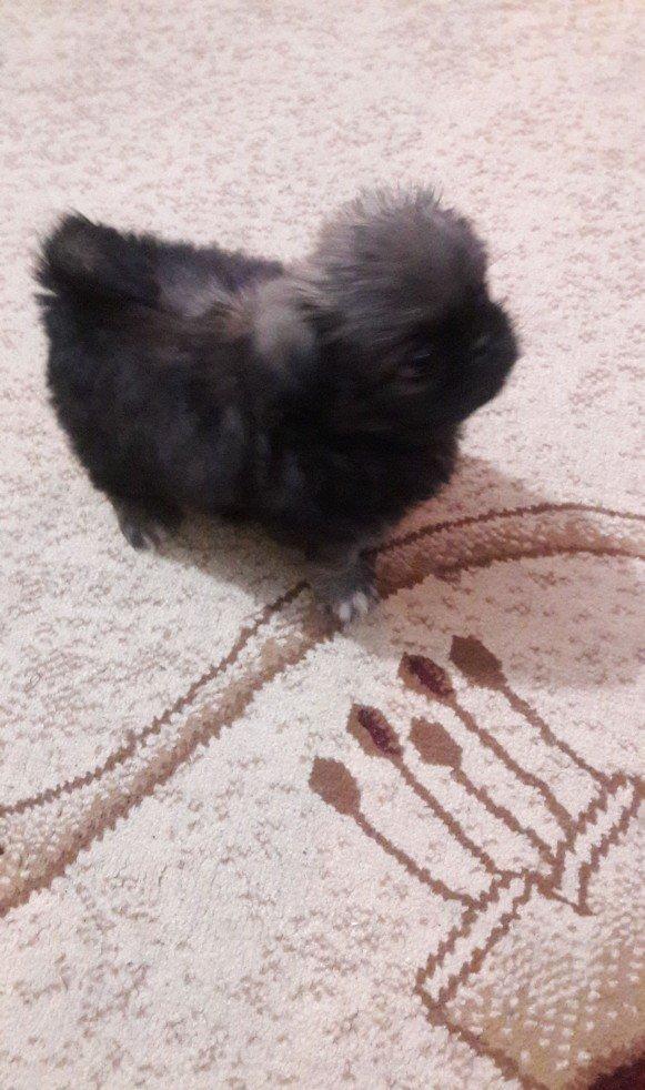 Cox gozel itdi saxlaya bilmirem iwimle duz gelmir qiymetide coox ucuz