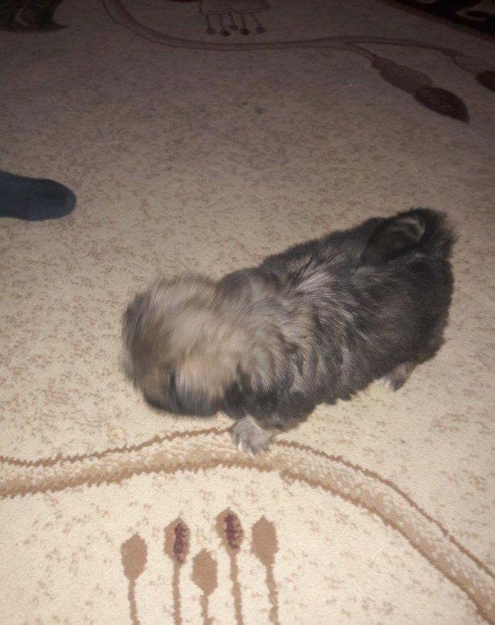 Cox gozel itdi saxlaya bilmirem iwimle duz gelmir qiymetide coox ucuz