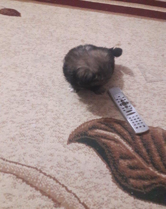 Cox gozel itdi saxlaya bilmirem iwimle duz gelmir qiymetide coox ucuz