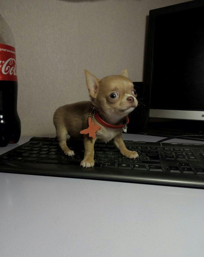 2 Ayliq cixuaxua balalari. Ag qara Kofe ve dum ag renglerde.