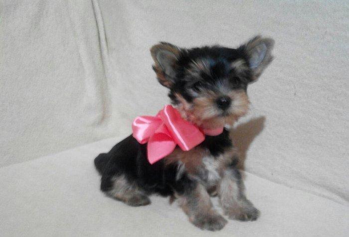 York teryer. Anasi atasi cempionatda ishtirak edibler. Real