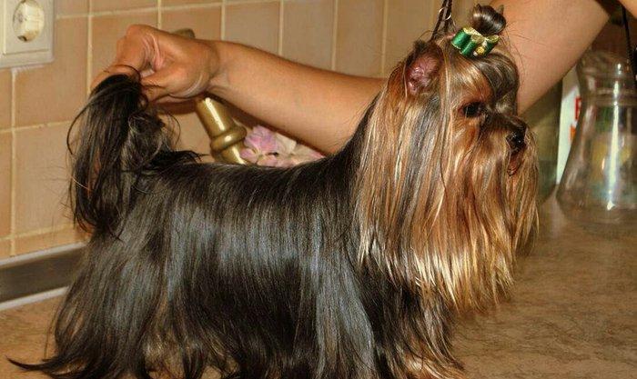 York teryer. Anasi atasi cempionatda ishtirak edibler. Real