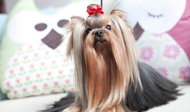 York teryer. Anasi atasi cempionatda ishtirak edibler. Real