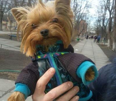 York teryer. Anasi atasi cempionatda ishtirak edibler. Real