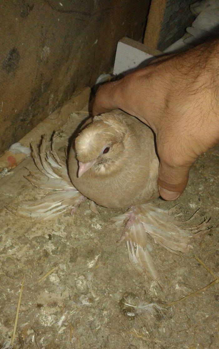 gürcüstan sortudur kəkilli dimdiklidir dənə düşüb tək xoruzdur