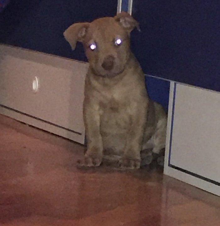 Pitbull balasidi Grafla Lusi Balasi du super baladi 1 ay 26 gunlukdu