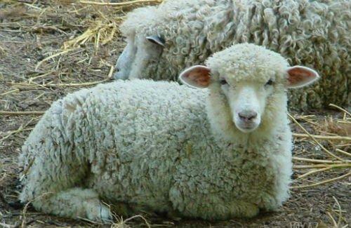 əmiliy quzu və qoyunlar var kökdü cəpişdə var hərcür qiymətə var heyva