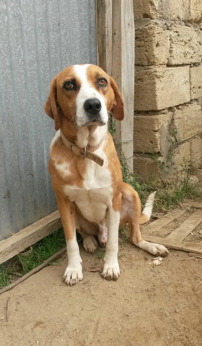 qonchi ov iti satiram erkekdir. boyuk heyvanlar uchundur. herchend ki