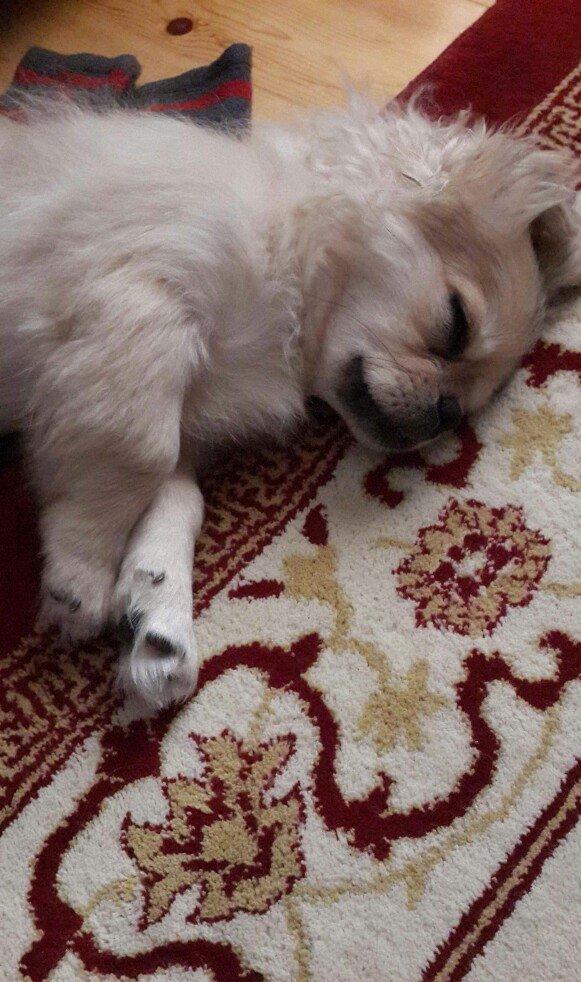 Pikines adi Leo 4 aylikdi pasportu var,peyvendleri vurulub,oyuncaklar