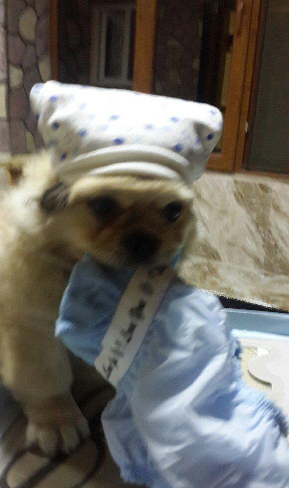 Pikines adi Leo 4 aylikdi pasportu var,peyvendleri vurulub,oyuncaklar