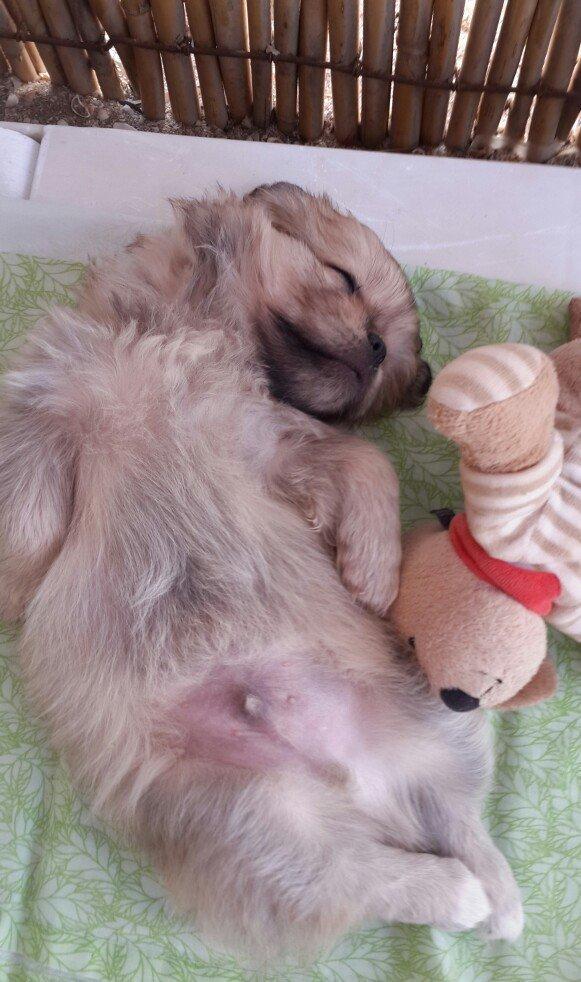 Pikines adi Leo 4 aylikdi pasportu var,peyvendleri vurulub,oyuncaklar