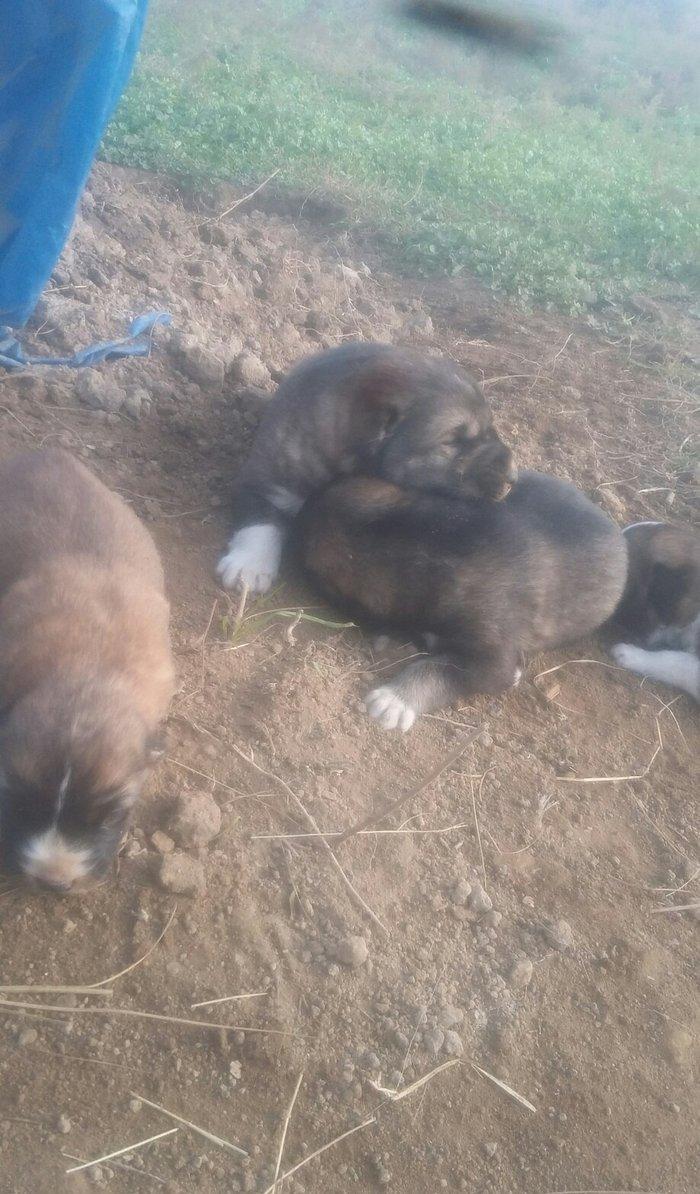 Anasi qanqal atasi coban iti satilir kucukleri biri 150manat