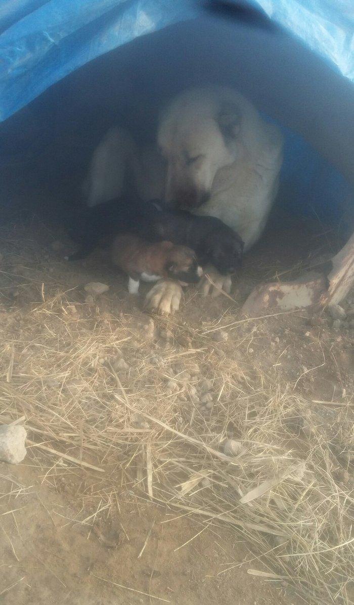 Anasi qanqal atasi coban iti satilir kucukleri biri 150manat