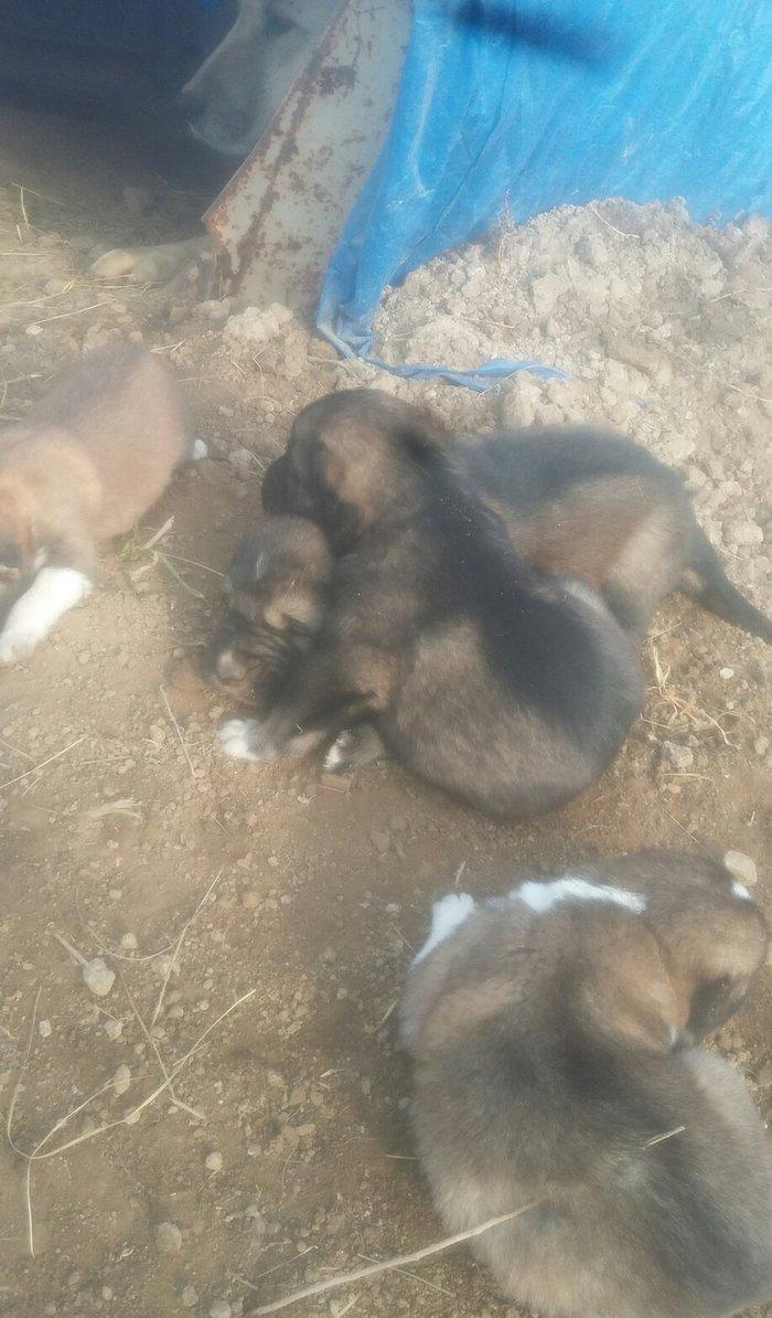 Anasi qanqal atasi coban iti satilir kucukleri biri 150manat