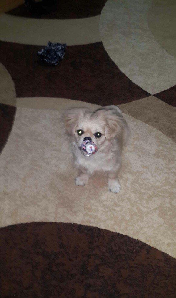 Karlik pikines 4 aylikdi peyvendleri vurulub pasportu var 350m.xahiw e