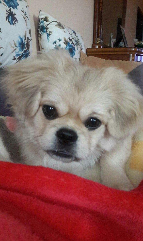 Karlik pikines 4 aylikdi peyvendleri vurulub pasportu var 350m.xahiw e