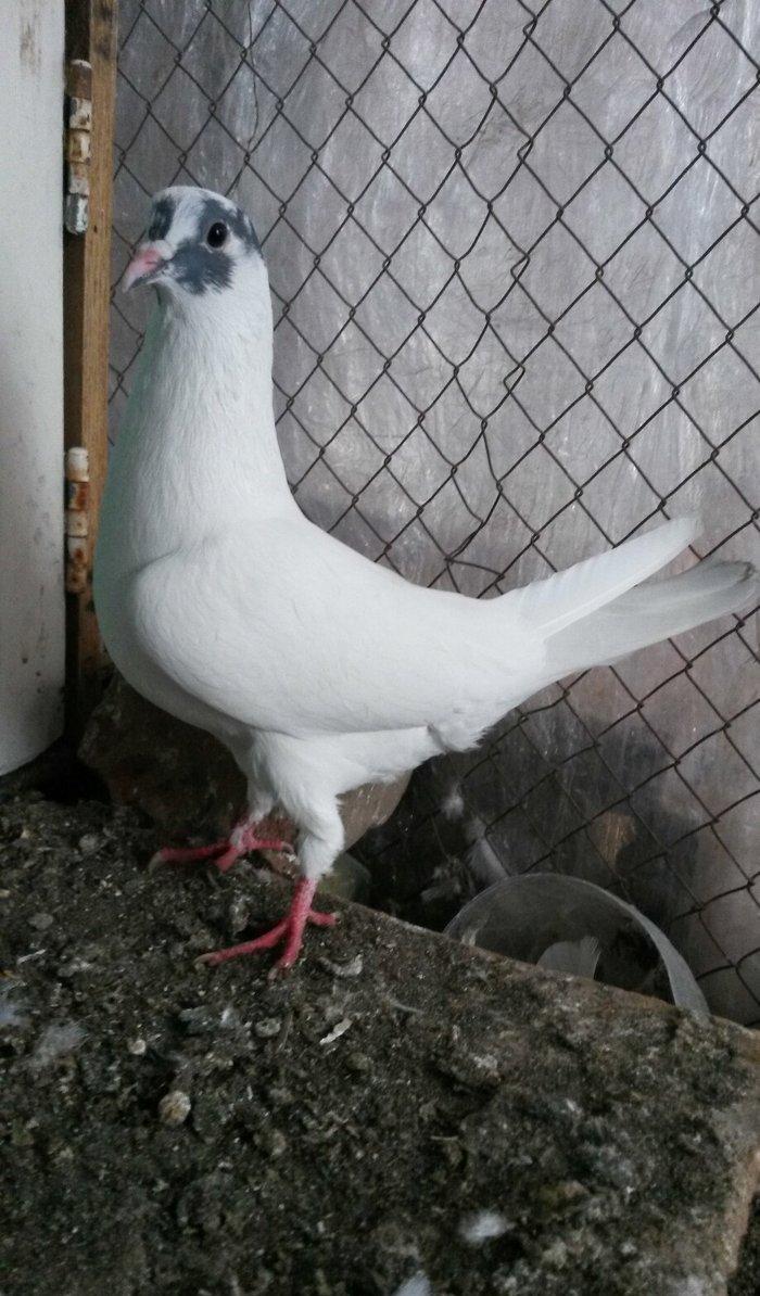 Göz xalli erkey teze qizir qus uçan neslidi uçuşu vidinden geri qalmir