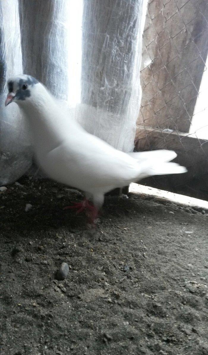 Göz xalli erkey teze qizir qus uçan neslidi uçuşu vidinden geri qalmir