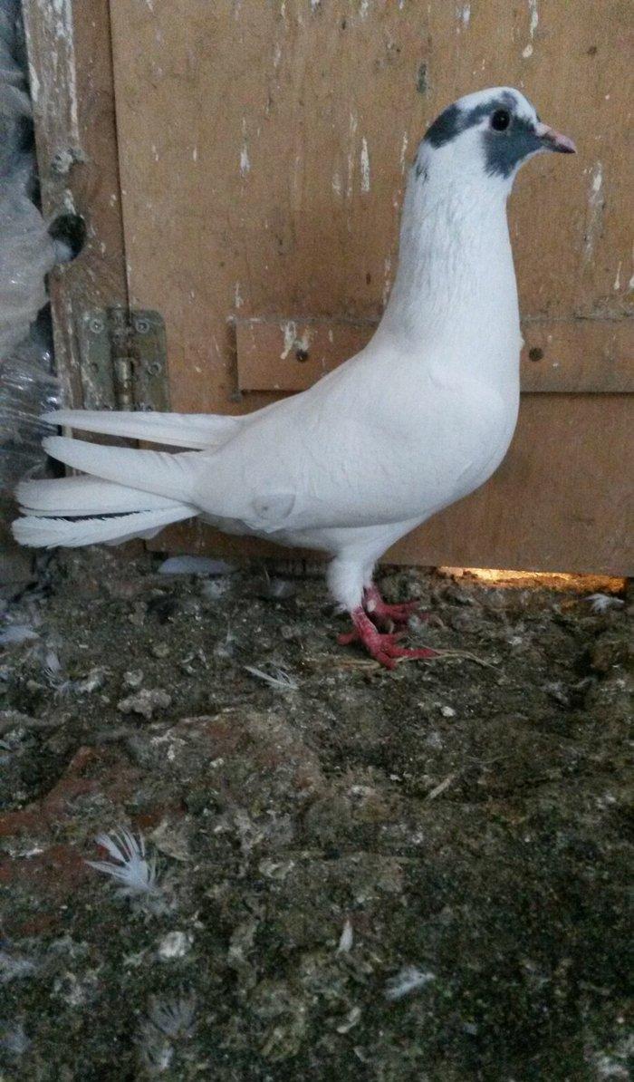 Göz xalli erkey teze qizir qus uçan neslidi uçuşu vidinden geri qalmir