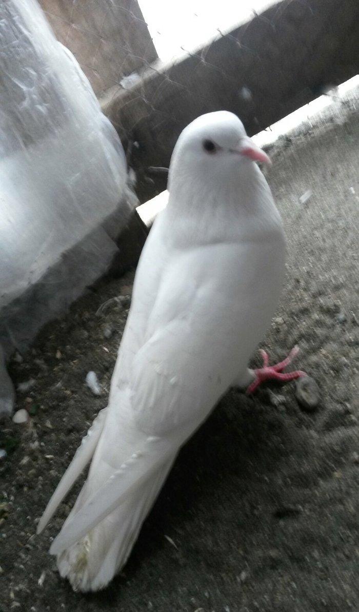 16 tuk erkey uçan qusdu ciddi olmayan narahat etmesin wp var