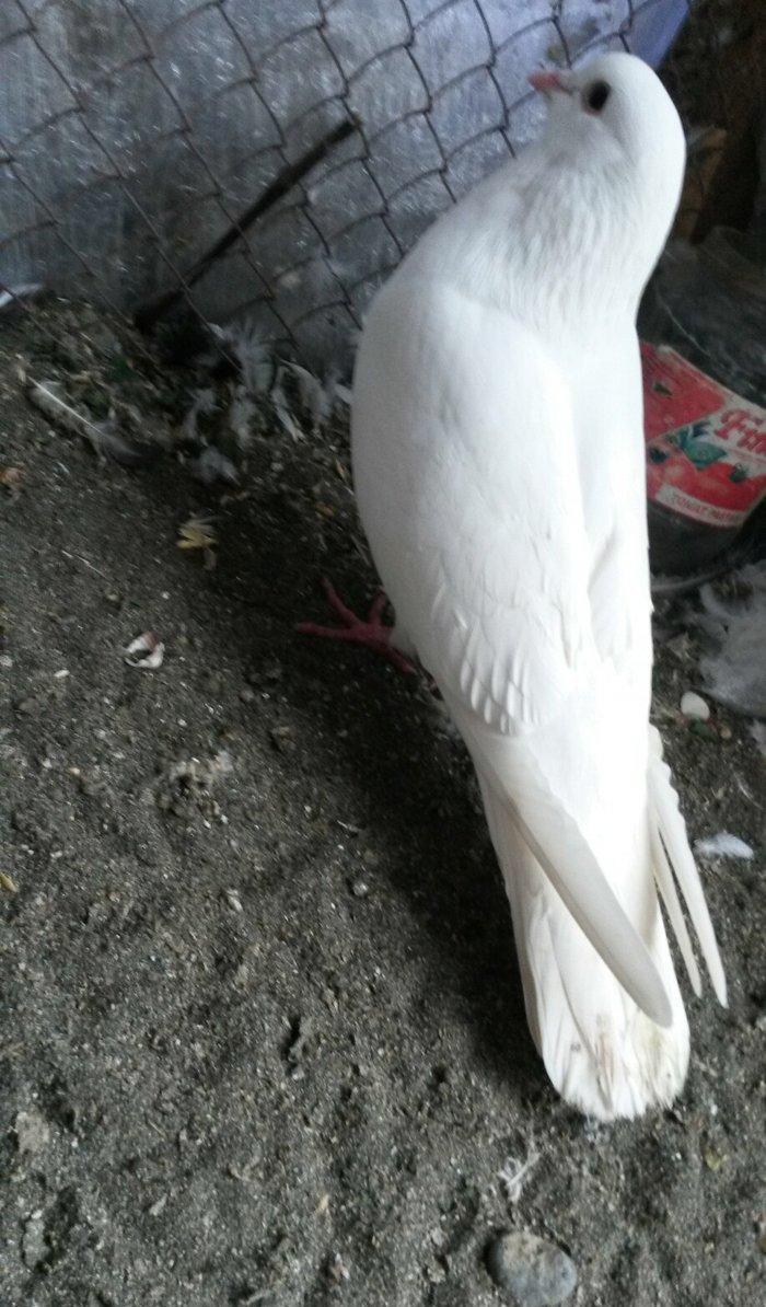 16 tuk erkey uçan qusdu ciddi olmayan narahat etmesin wp var