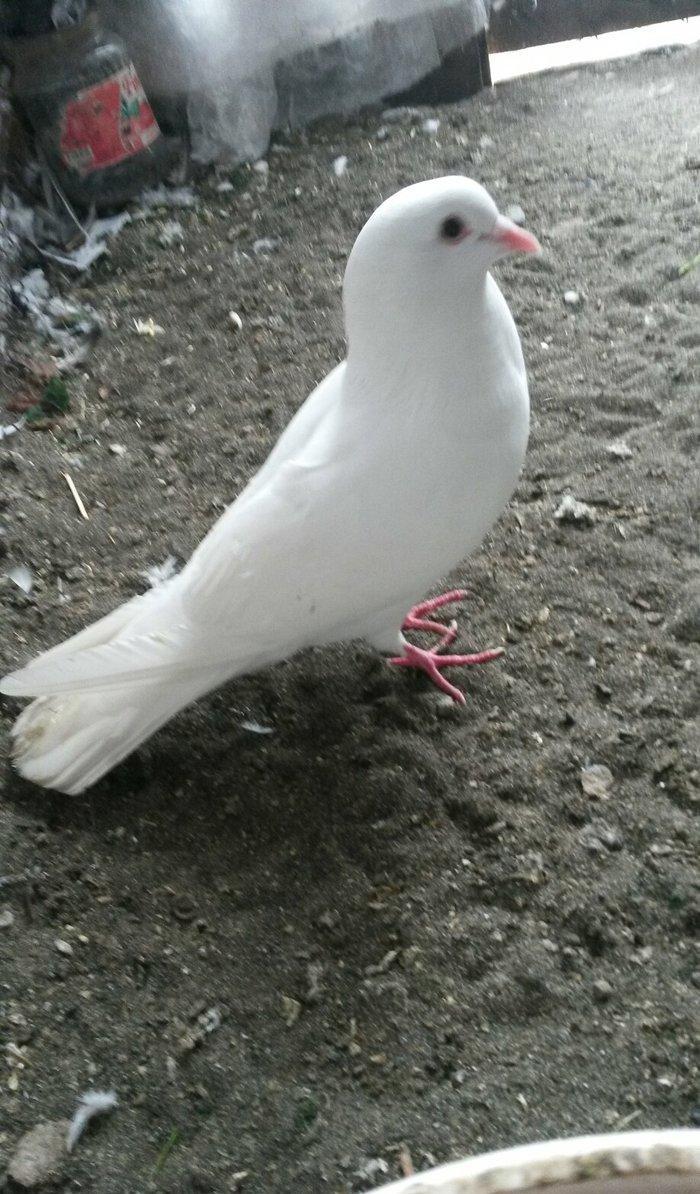 16 tuk erkey uçan qusdu ciddi olmayan narahat etmesin wp var