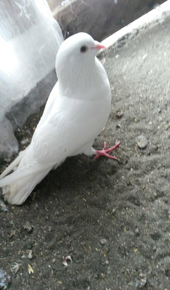 16 tuk erkey uçan qusdu ciddi olmayan narahat etmesin wp var