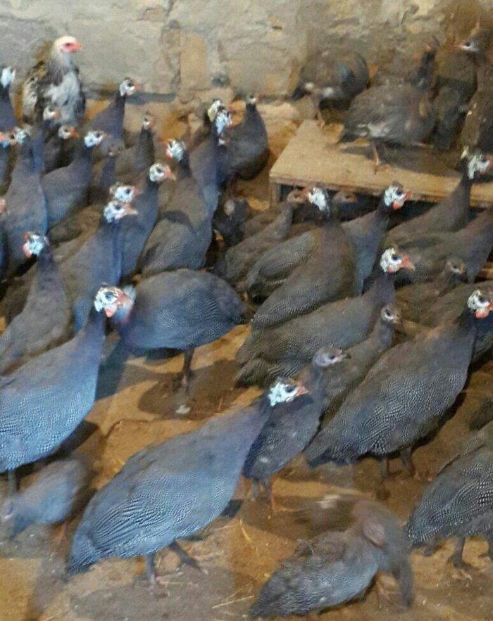 Siser fireng toyuglari satilir. Disiler 15 azn erkekler 13 azn. Cox sa