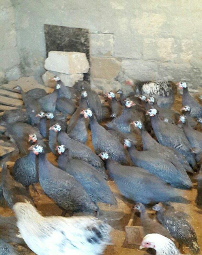 Siser fireng toyuglari satilir. Disiler 15 azn erkekler 13 azn. Cox sa