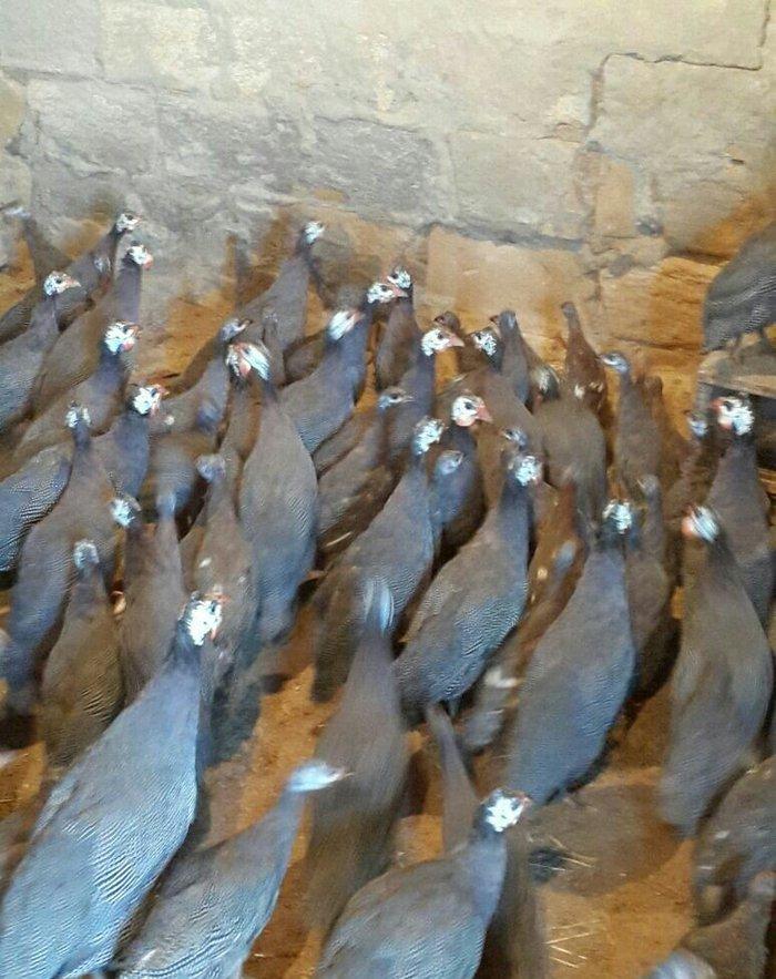 Siser fireng toyuglari satilir. Disiler 15 azn erkekler 13 azn. Cox sa