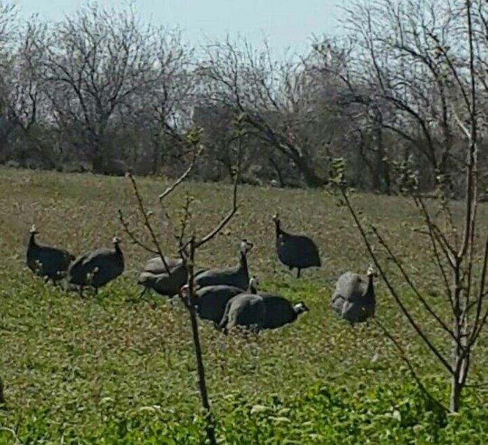 Siser fireng toyuglari satilir. Disiler 15 azn erkekler 13 azn. Cox sa